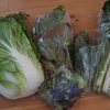 生活クラブの4月野菜ボックスの野菜セット内容と値段を大公開!!